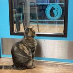 Crooked Tail Cat Cafe