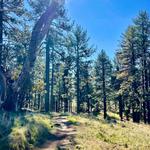 Cleveland National Forest