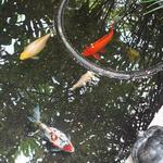 Western Colorado Botanical Gardens