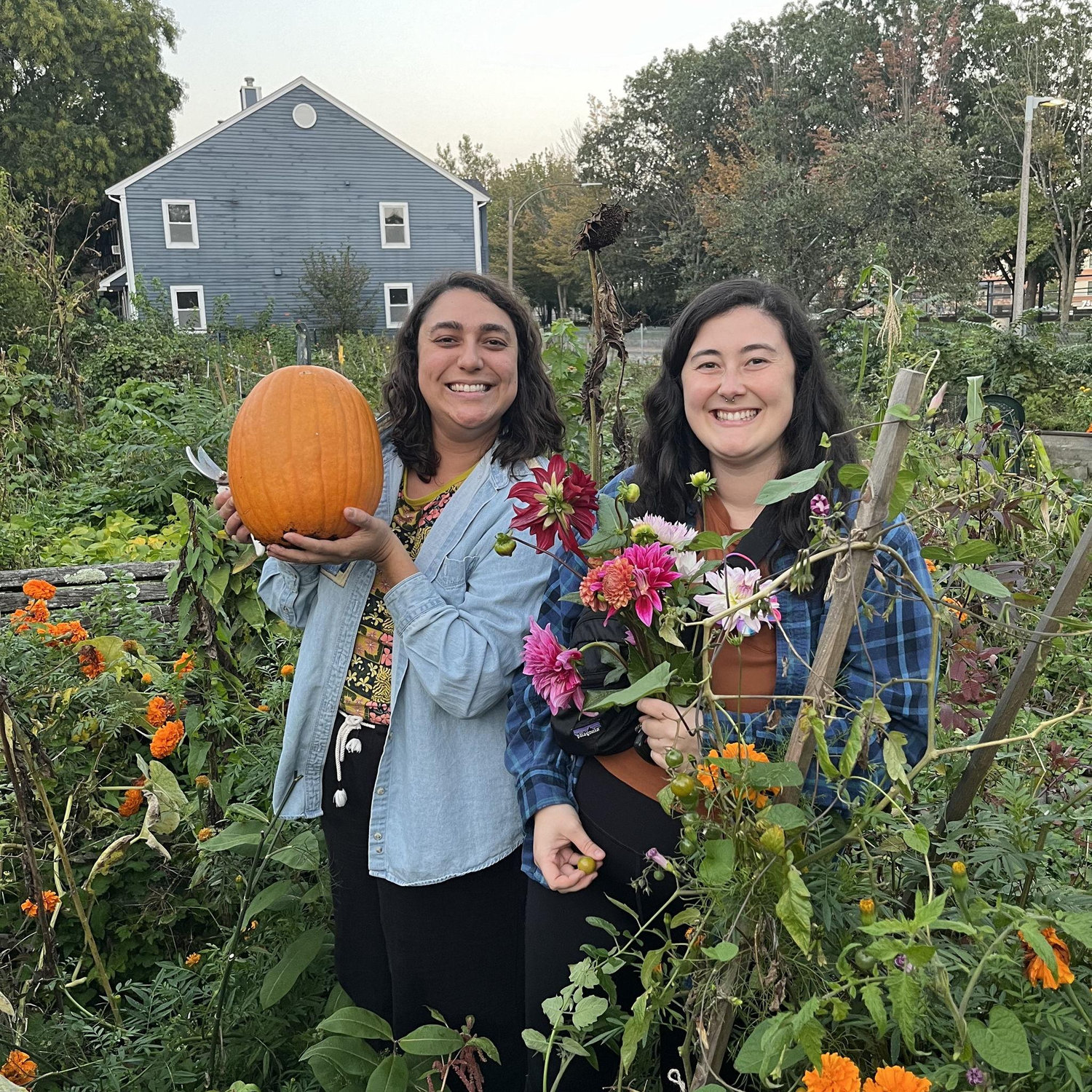 We grew a pumpkin in our garden!