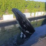 Munba Museo Nacional de la Ballena