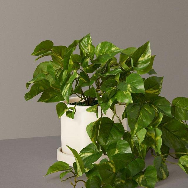Faux Pothos