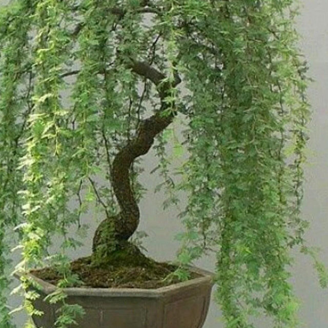 Bonsai Green Weeping Willow Tree - Thick Trunk Cutting - Exotic Bonsai Material - INDOOR GROWING