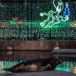 Lincoln Park Zoo Lights