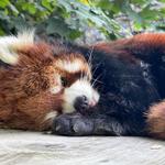 Oregon Zoo