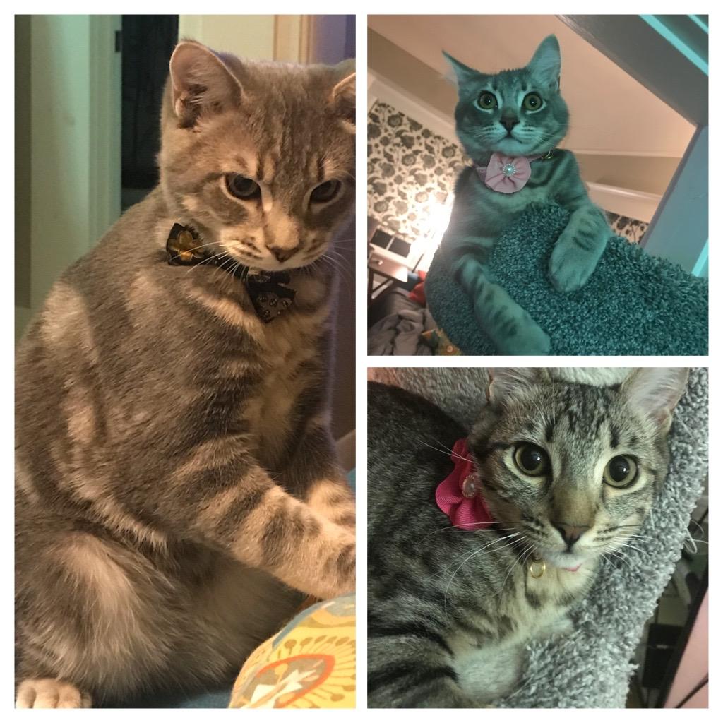 A few of our Fur-children. 