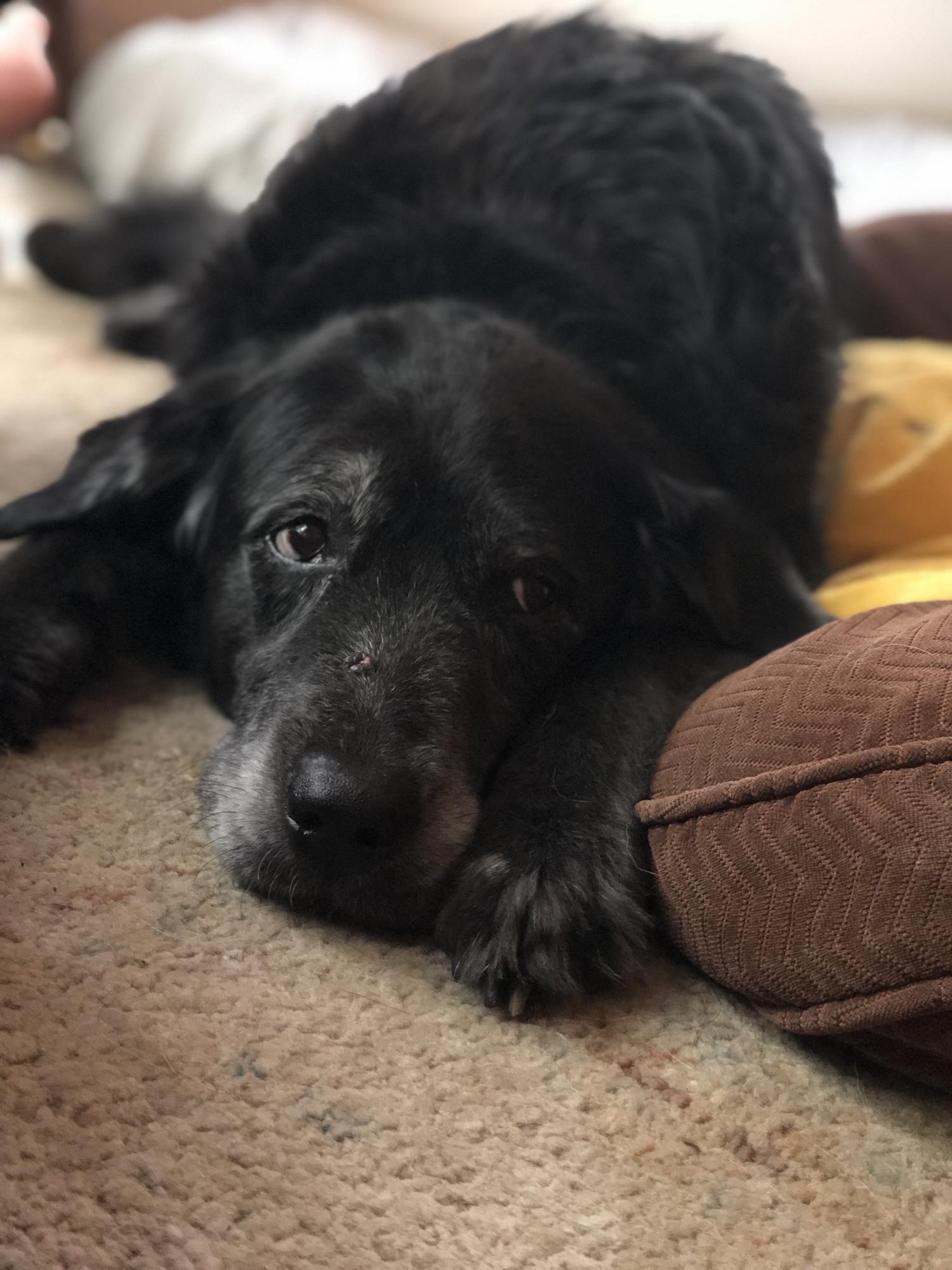She is so sweet but is still pretty anxious. Ian is slowly building trust with her by way of giving her her absolute favorite treat, pizza crust!