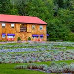 Peace Valley Lavender Farm