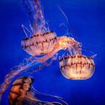 Monterey Bay Aquarium