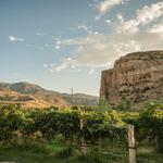 Sutcliffe Vineyards
