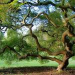 Marquand Park