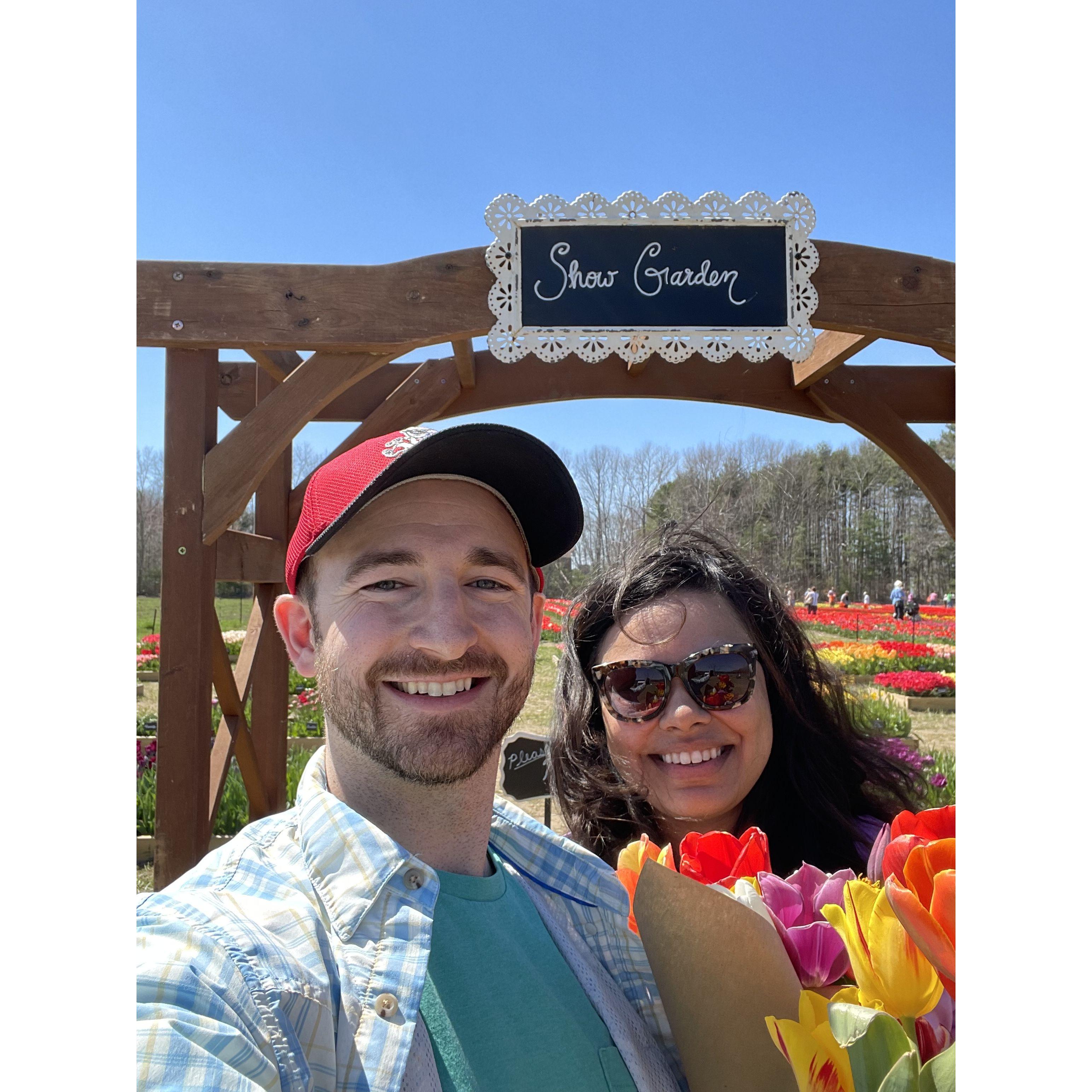 Picking fresh tulips in Rhode Island