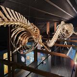Húsavík Whale Museum