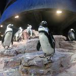 New England Aquarium