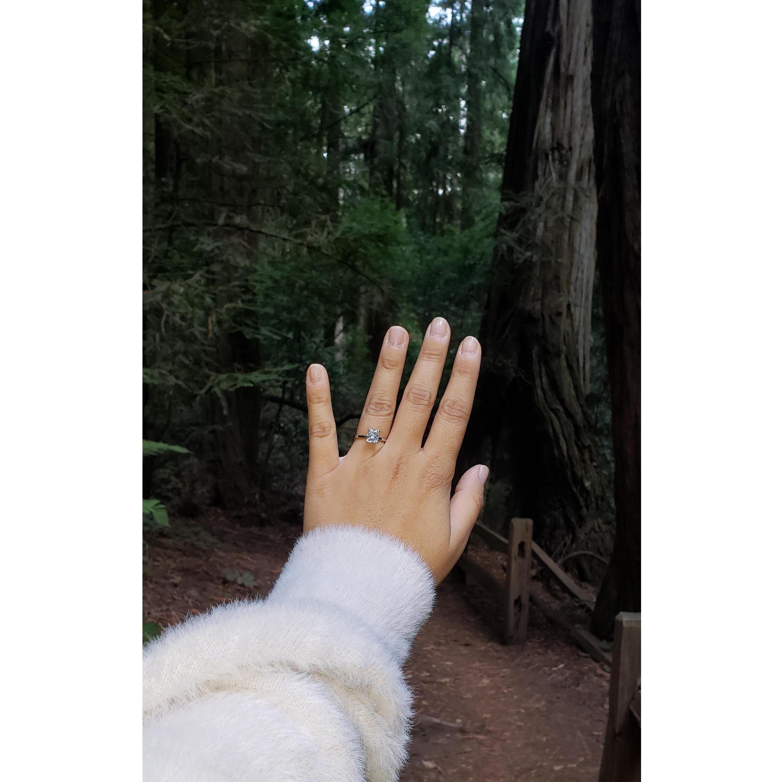 I asked Jade to marry me in the middle of Muir Woods. Redwood forests are her favorite.