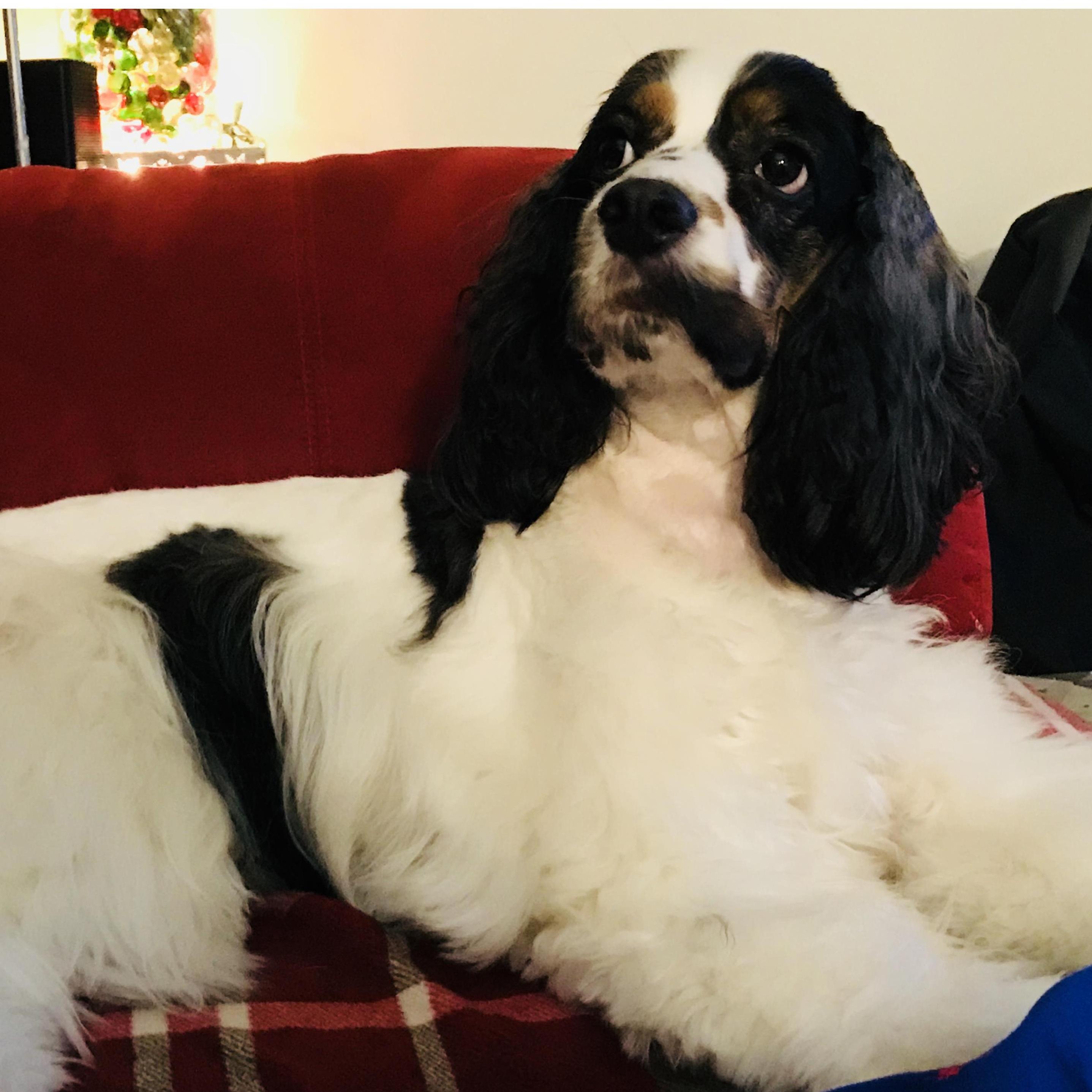 Atlas, Bigs, Fats, or Pork Chop - the best dog by any of his many pet names.