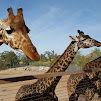 Phoenix Zoo
