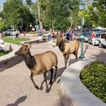 Estes Park