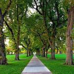 The Oval