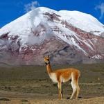Chimborazo volcano