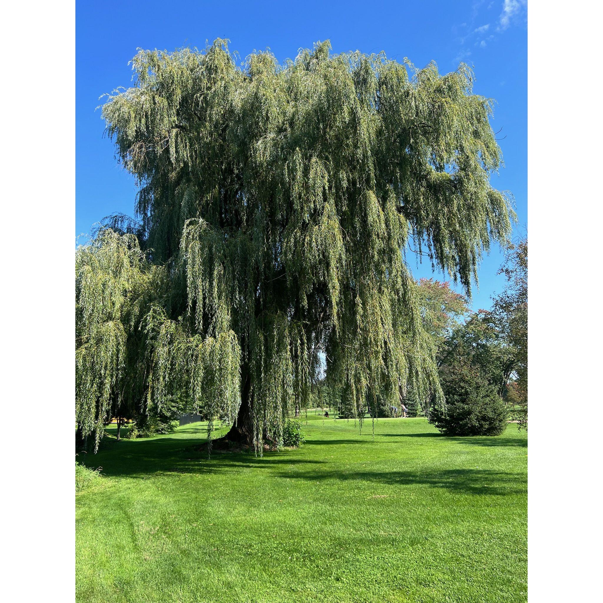 The Willow Tree in the Chapel Ave Backyard, Ceremony Location!