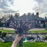 The Lavender Farm at Chateau de Vie