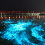 Florida Adventurer - Bioluminescent Kayaking