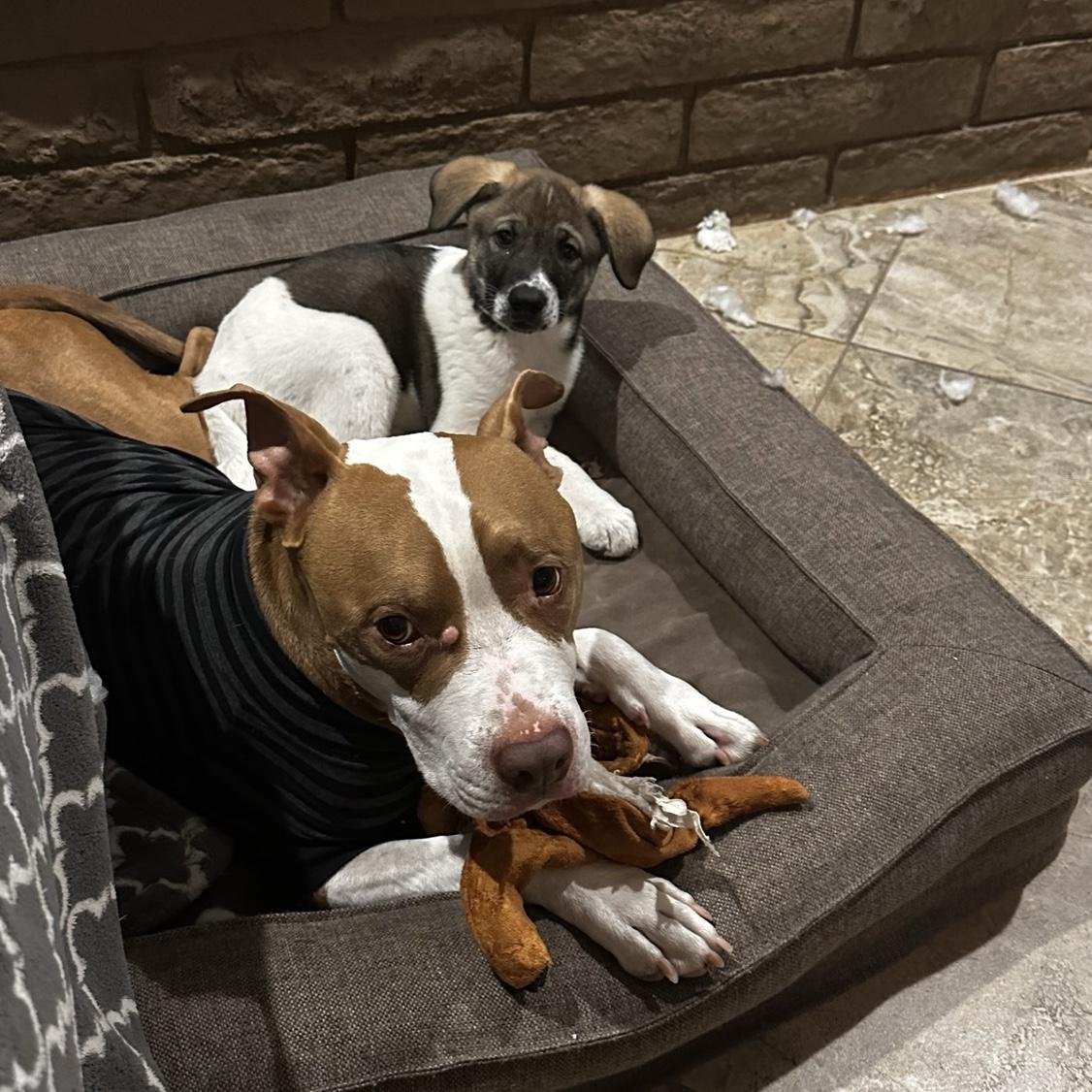 Baby Luna and Diesel
