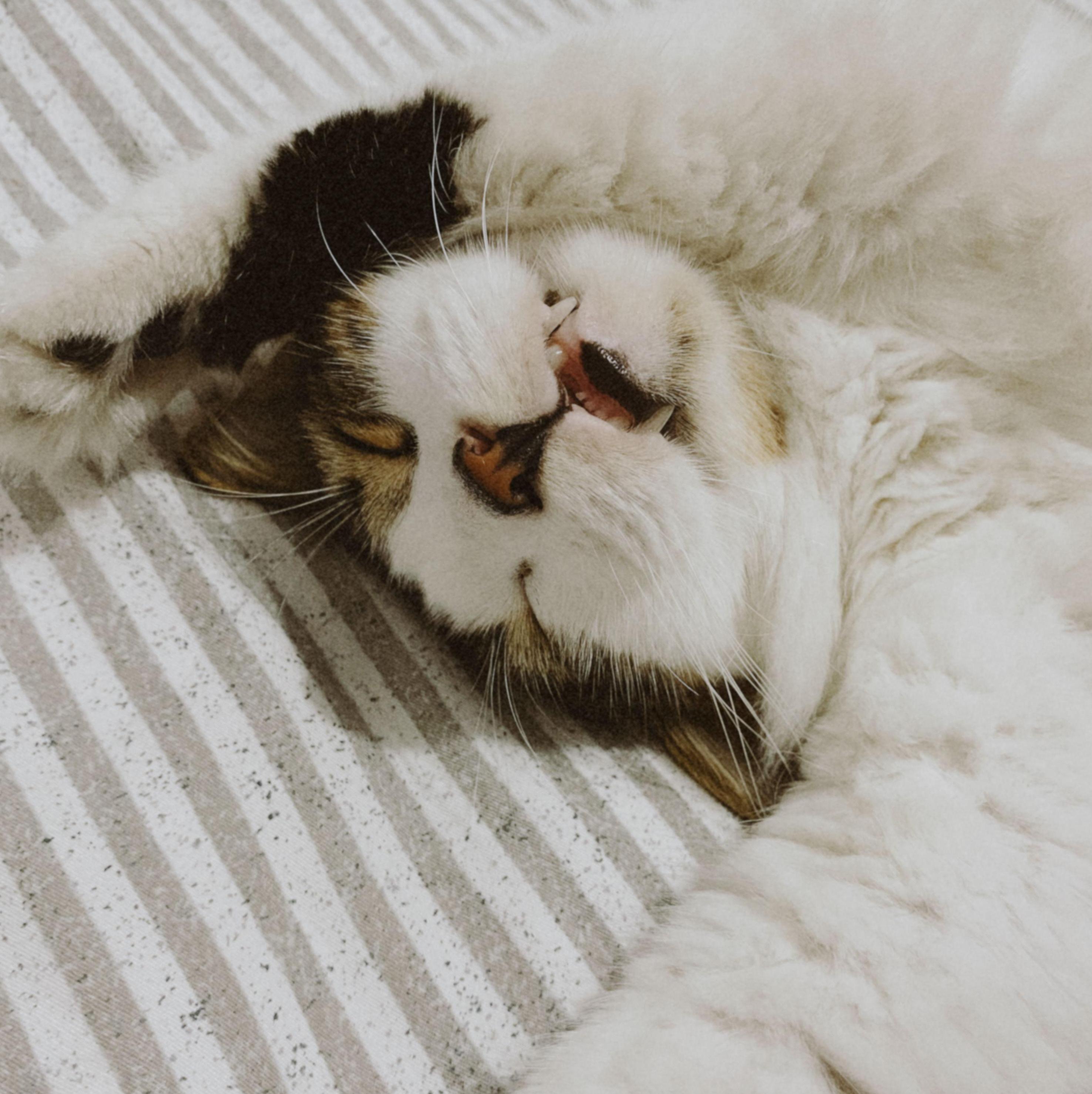 Manolito: el primogénito.  Llegó a nuestra familia en octubre del 2023 para vivir su mejor vida.