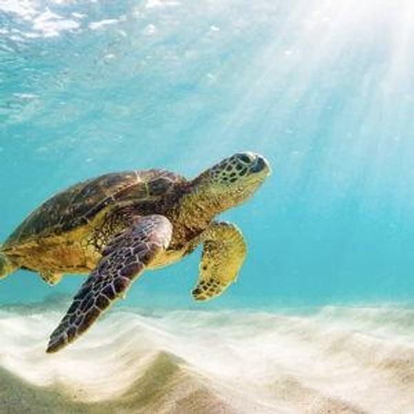 Honeymoon island jaunt to see giant see turtles!!