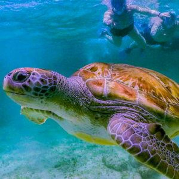 Snorkeling, Cenote and Beachside Lunch Excursion