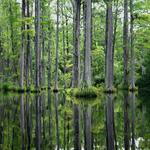 Cypress Gardens