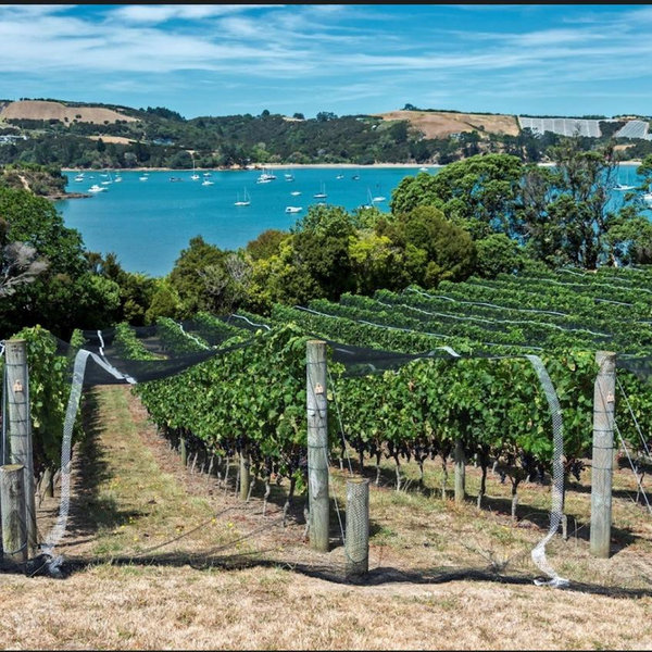Winery Tour and lunch on Waiheke Island