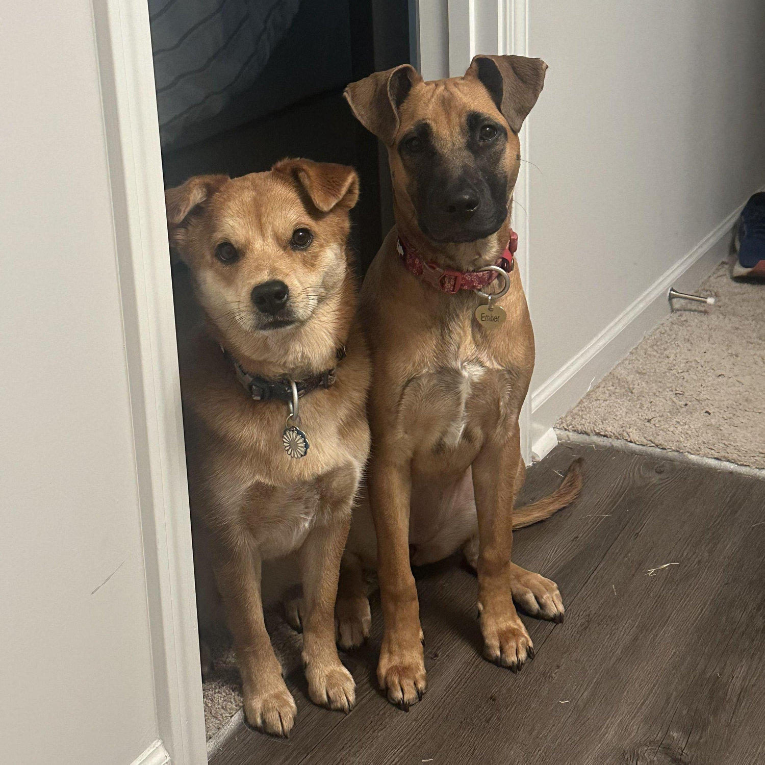 Our dogs Daisy and Ember