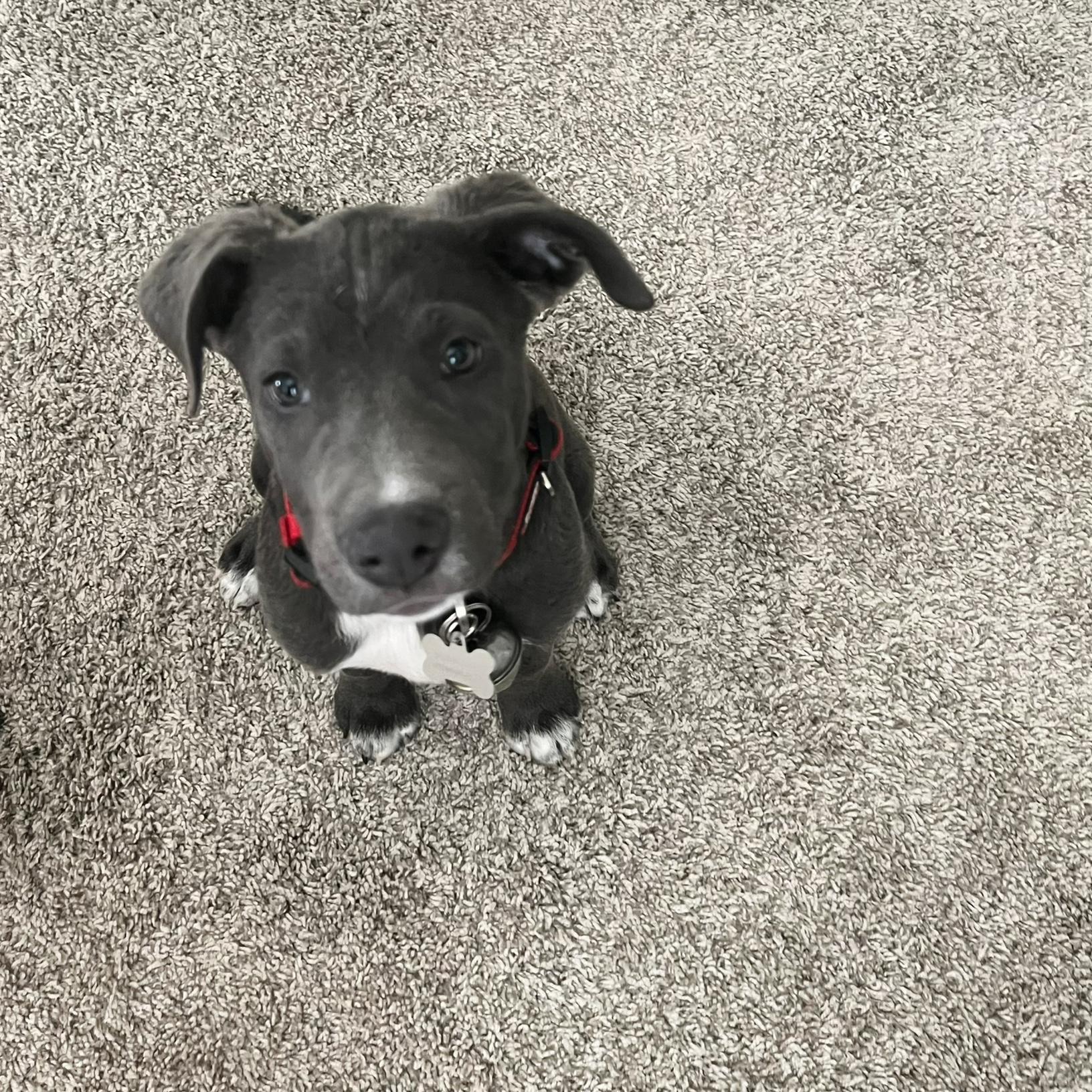 Maverick The Texas Blue Lacey.
The Newest Fur Baby Addition to The Family.
Dante’s Favorite.
He’s the one that’s always asking for bail money and causes a scene.