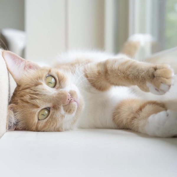 Our (Future) Kitten