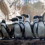 Lincoln Park Zoo