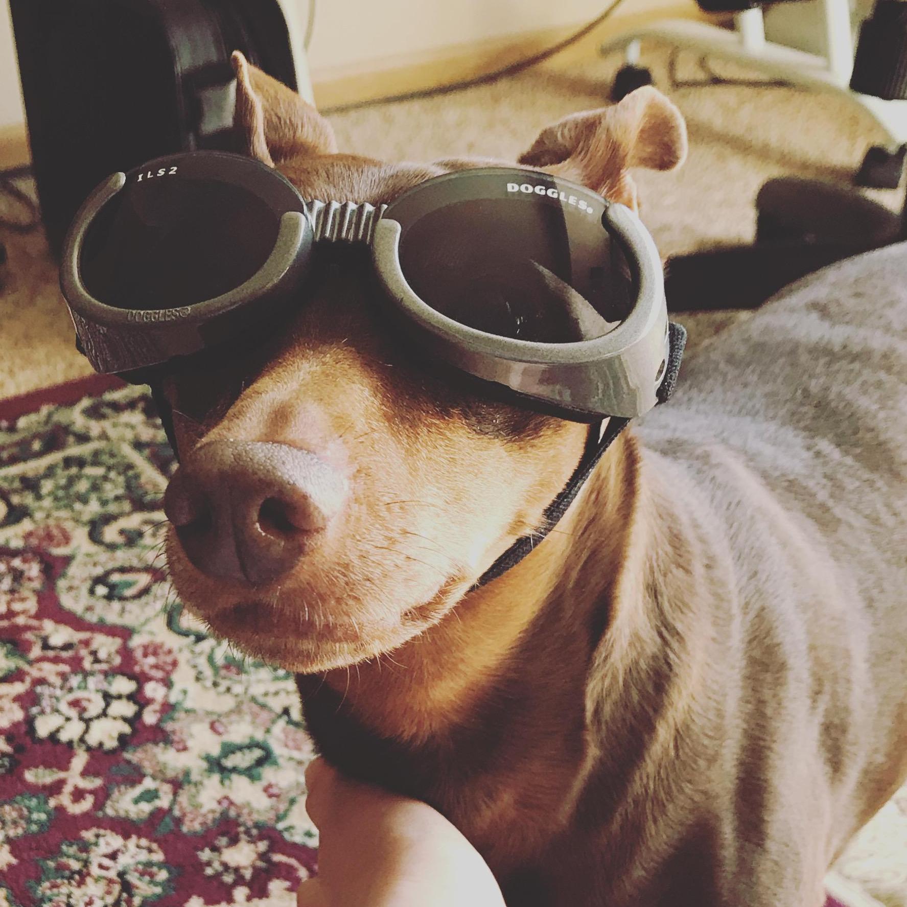 He hates the doggles...