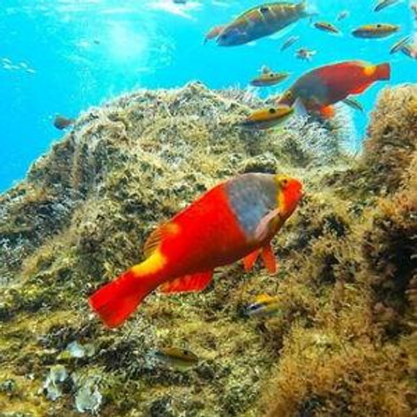 Snorkeling in Madeira