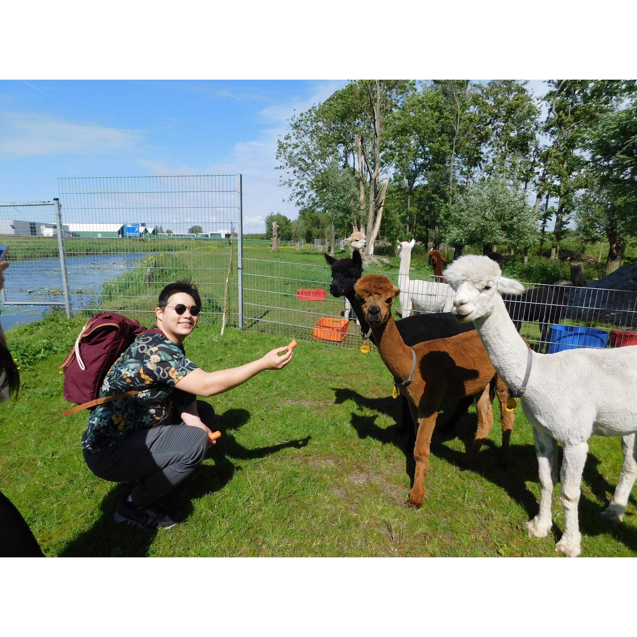 When we sneaked in to feed the alpacas