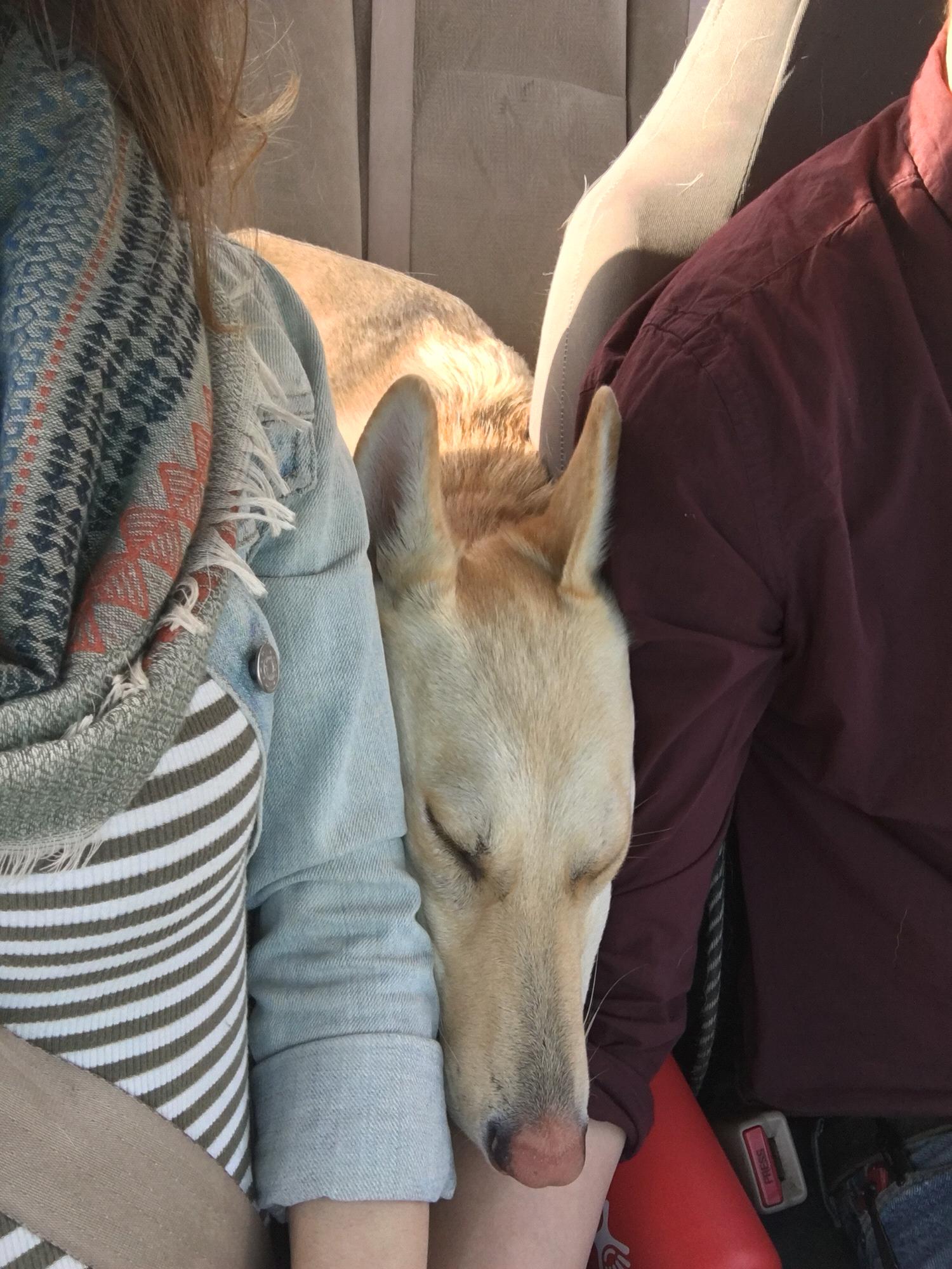 Jupiter tries really hard to cuddle during car rides