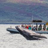 Whale Watching
