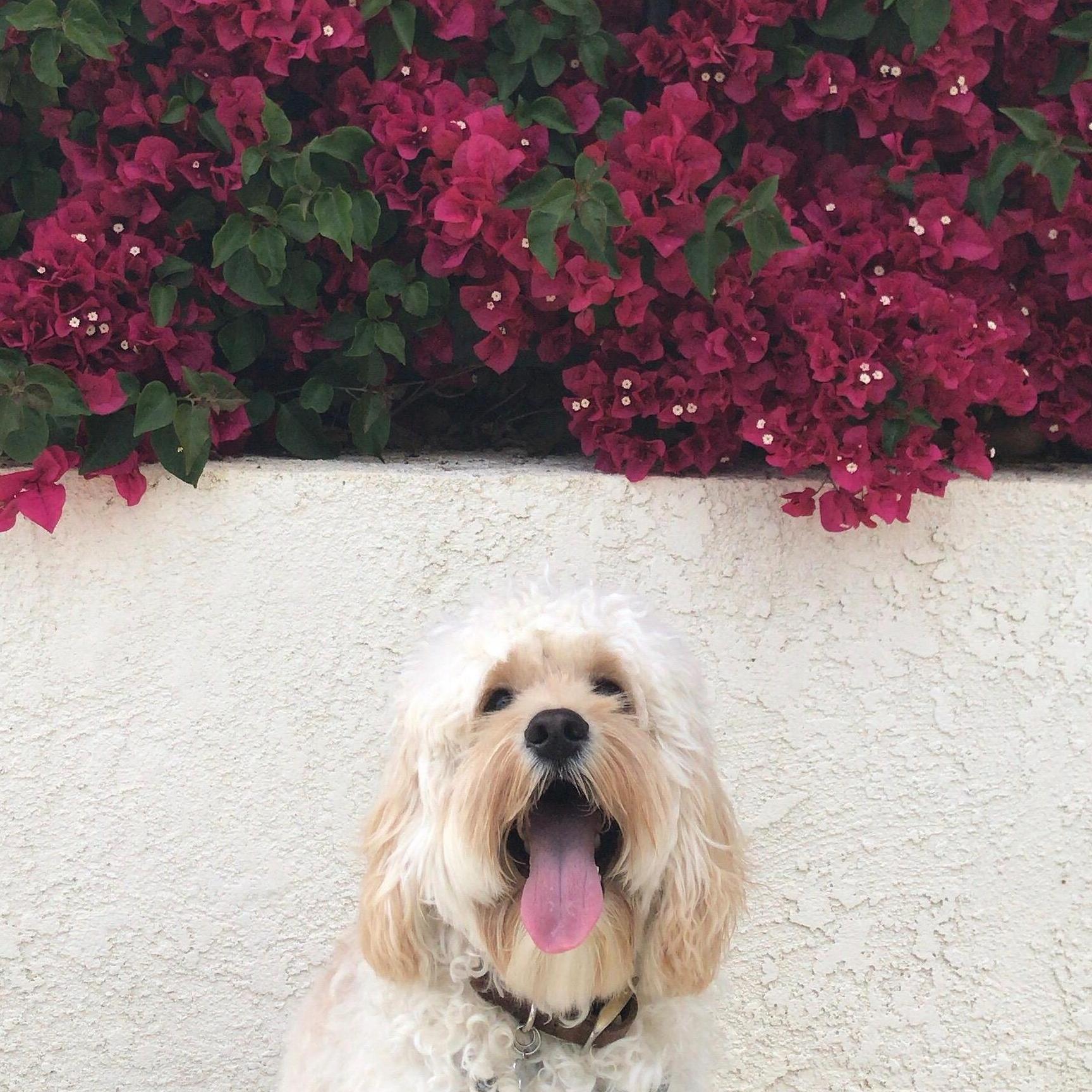 The absolute love of our lives. Our fur baby, Cooper.