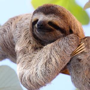 Sloth Tour On Our Honeymoon