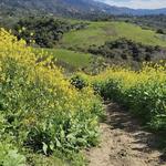 Hiking in Santa Barbara