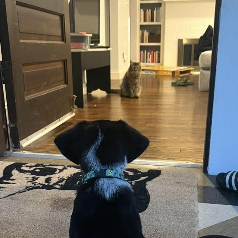 Our children's first meeting- rough start but they're now besties.