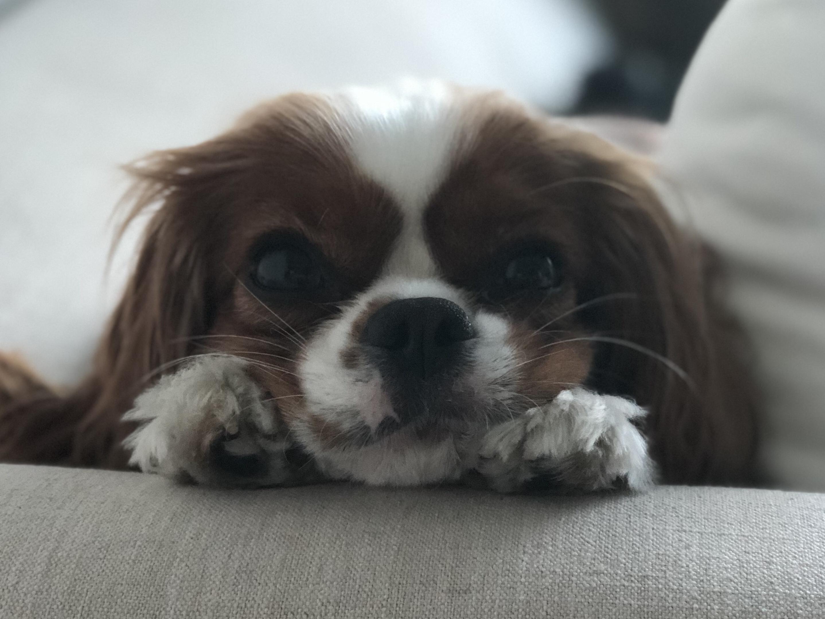 Pet Hotel For Our Honeymoon