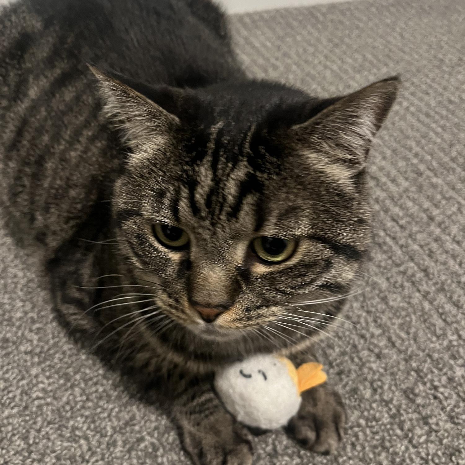 Monty’s beloved sushi toy!