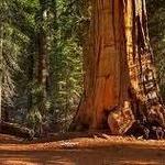 Kings Canyon National Park