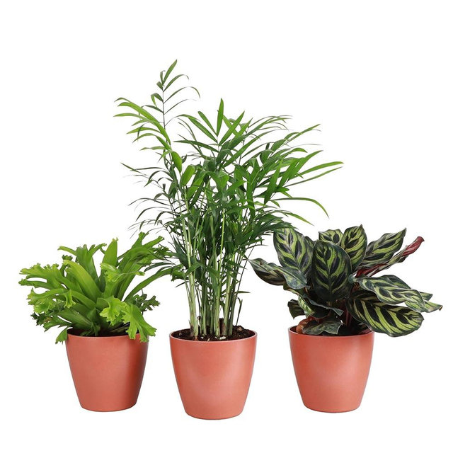 Thorsen's Greenhouse Live Pet Friendly Indoor Houseplants, Live Plants, Safe for Pets, 4" Diameter Pot, 3-Pack (Terra Cotta)